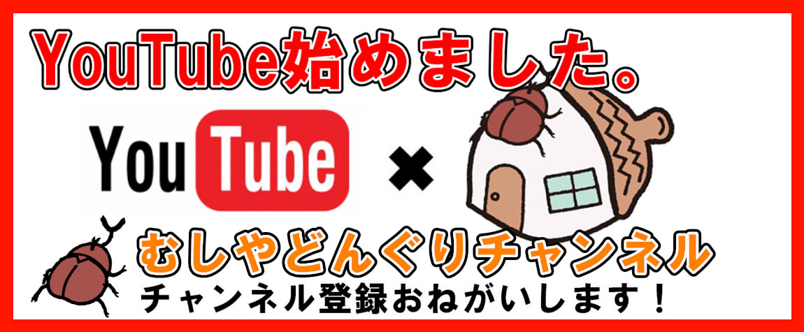 むしやどんぐりチャンネル