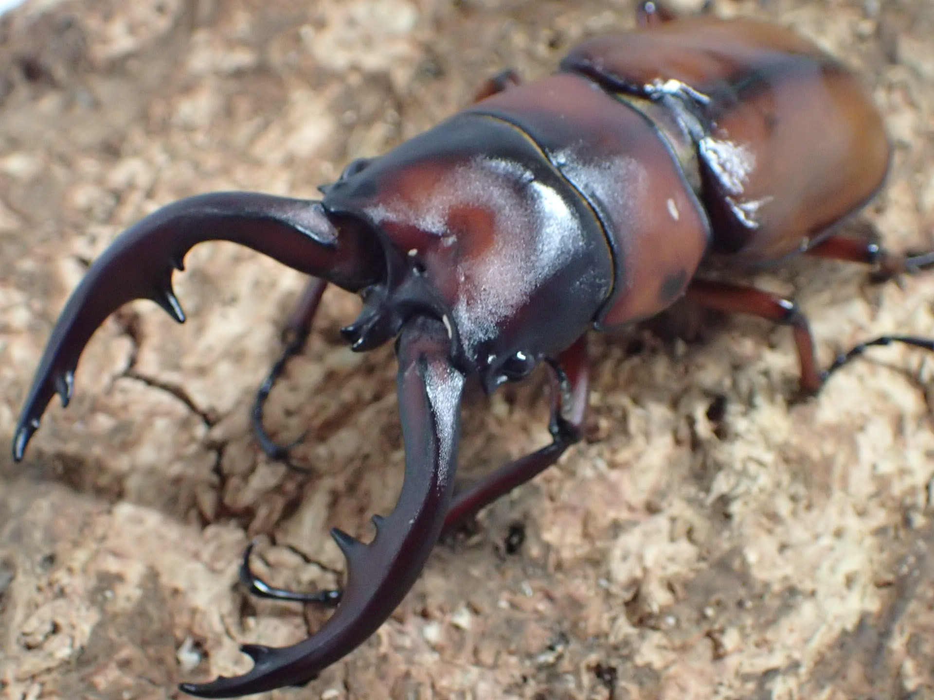 トカラノコギリクワガタ　ペア